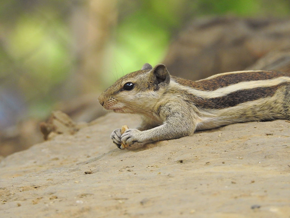 Image by Prashant Saini