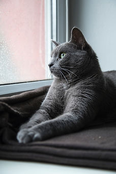 Entendre les besoins, les envies de mes animaux