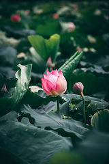 Image by Clarence E. Hsu