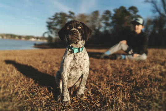 Quail Hunting Dog