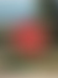 Fermeture du centre de loisirs mercredi 15 mars