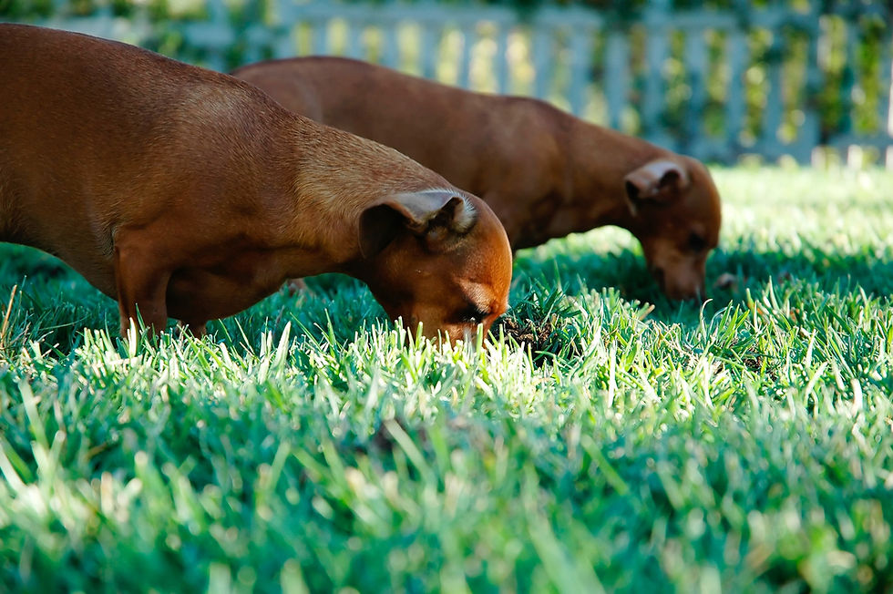 2 honden eten gras op een grasveld