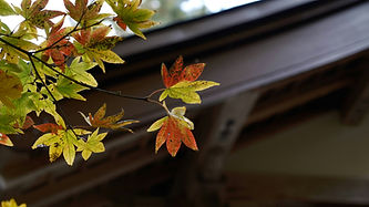 Image by Seiya Maeda