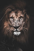 Image de Matthew Kerslake