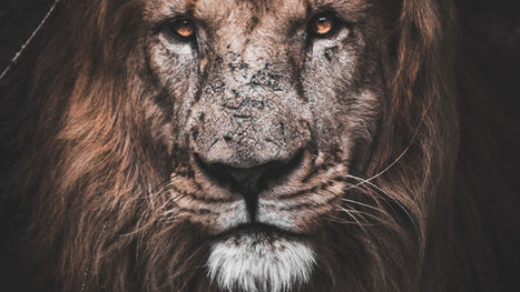 Dinner with Lions, Surprise Award
