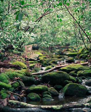 Image by Mitchell Griest