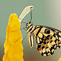 Image by Boris Smokrovic