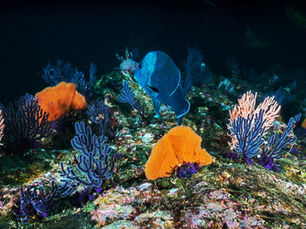 Caribbean marine ecosystems: PROCARIBE+ drives sustainable restoration