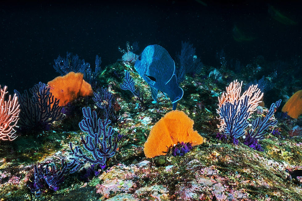 Caribbean marine ecosystems: PROCARIBE+ drives sustainable restoration