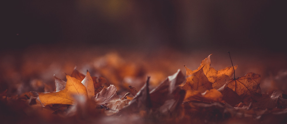 Image by Kristian Seedorff
