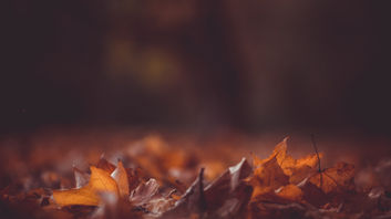 Herfstachtig weekend. Vanaf maandag opnieuw maxima van 20 graden
