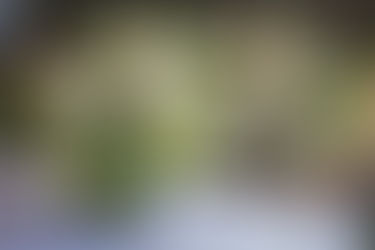 Wedding Planner Duties & Reasons to Hire One.