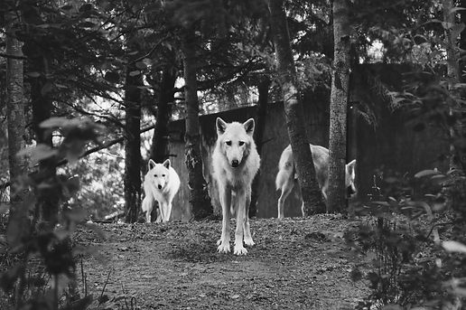 Image by Tom Pottiger
