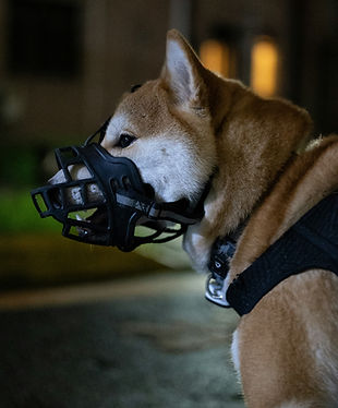 online dog training suport for reactive, fear dogs aggressive