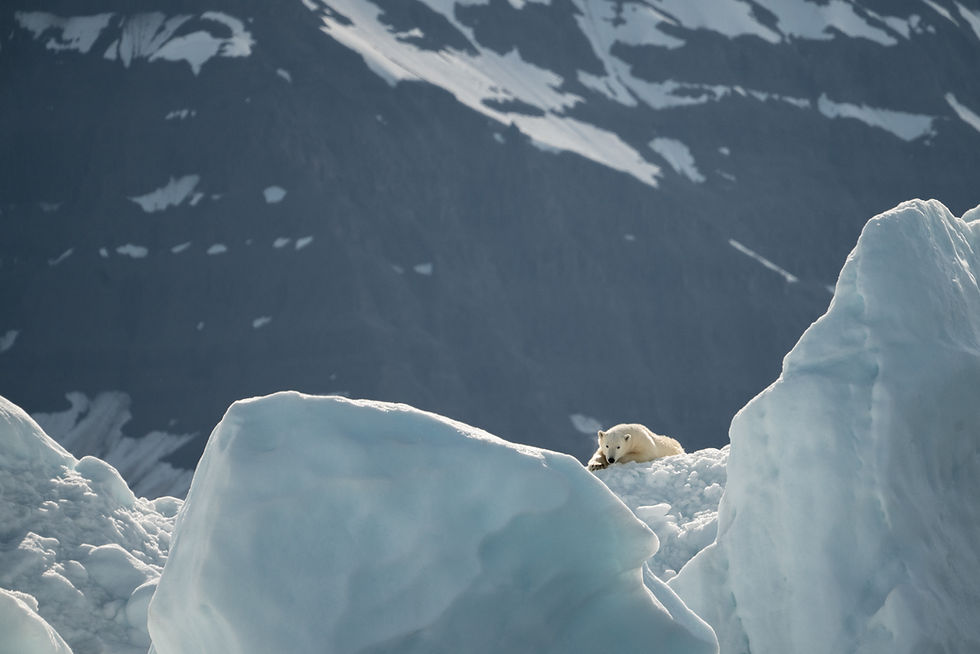 polar bear on a mountain