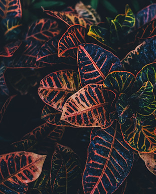 Image by Annie Spratt