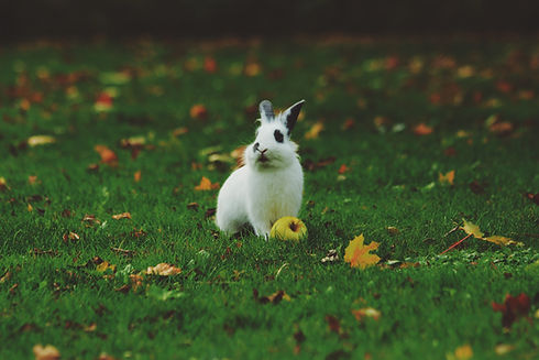 Image by Noah Silliman
