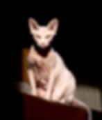 Sphynx Cat