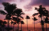 Palm trees silhouetted against a vibrant sunset on a serene beach, creating a tranquil and picturesque scene