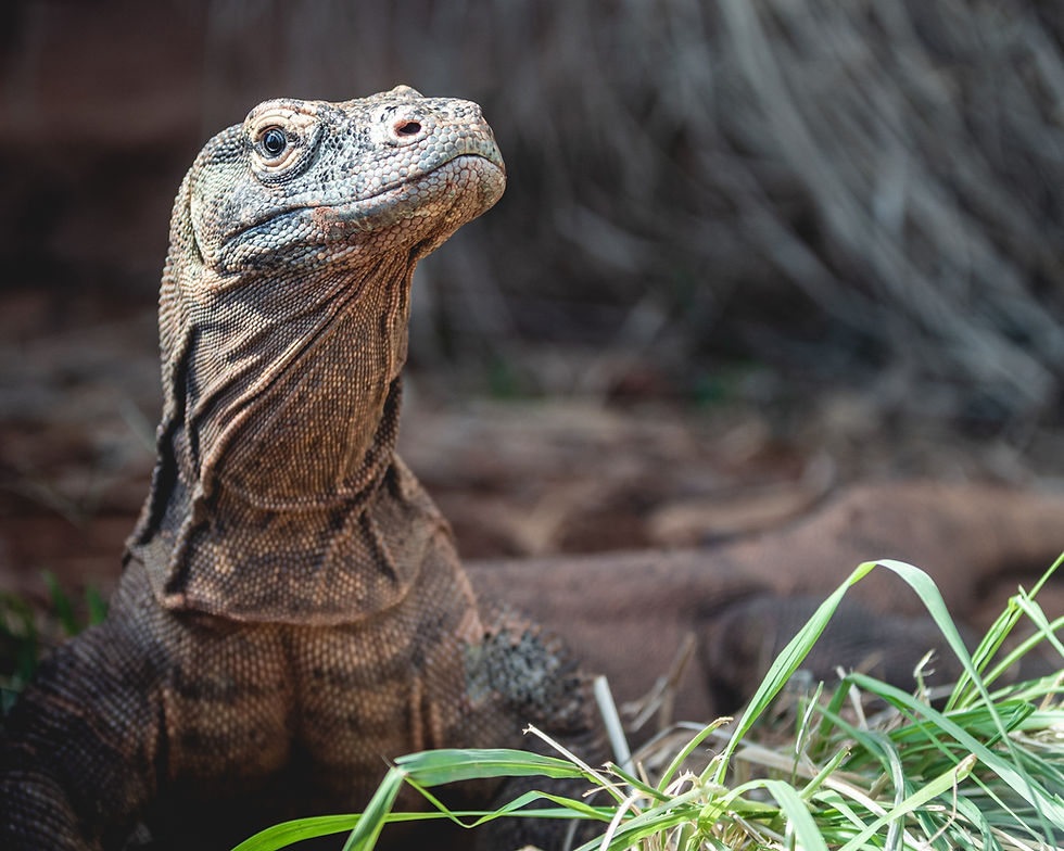 Un drago di Komodo, la più grande lucertola vivente, solleva la testa con uno sguardo attento e curioso, immerso nel suo habitat naturale con sfondo di terra e sterpaglie secche.