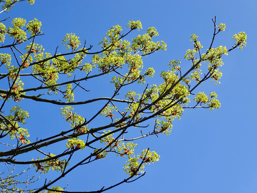Bright green maple blossoms on branches against a clear blue sky. End ID.