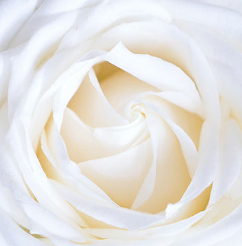 White rose