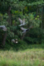 Image by Sreekesh S S