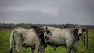 Pecuária de Decisão: O Avanço do iLPF e a Nova Liquidez do Carbono no Brasil