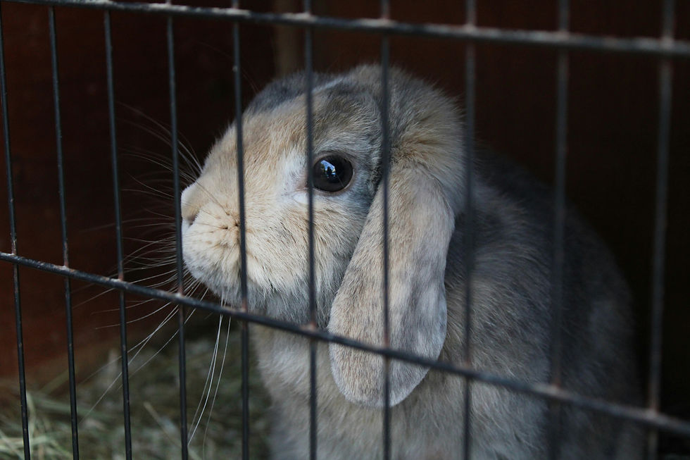 A rabbit in an individual cage (a hutch)