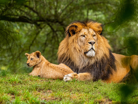 Top 5 Interesting Facts About Lions! 🧡🦁