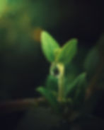 From Within: The Essence of Being