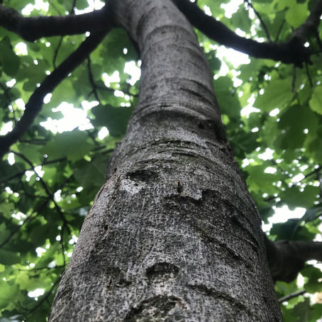 From Gas to Stone: The Incredible Discovery About Fig Trees in Kenya