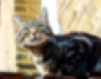 Tekir Kedi