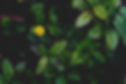 Yellow flower bloomed amongst greenery
