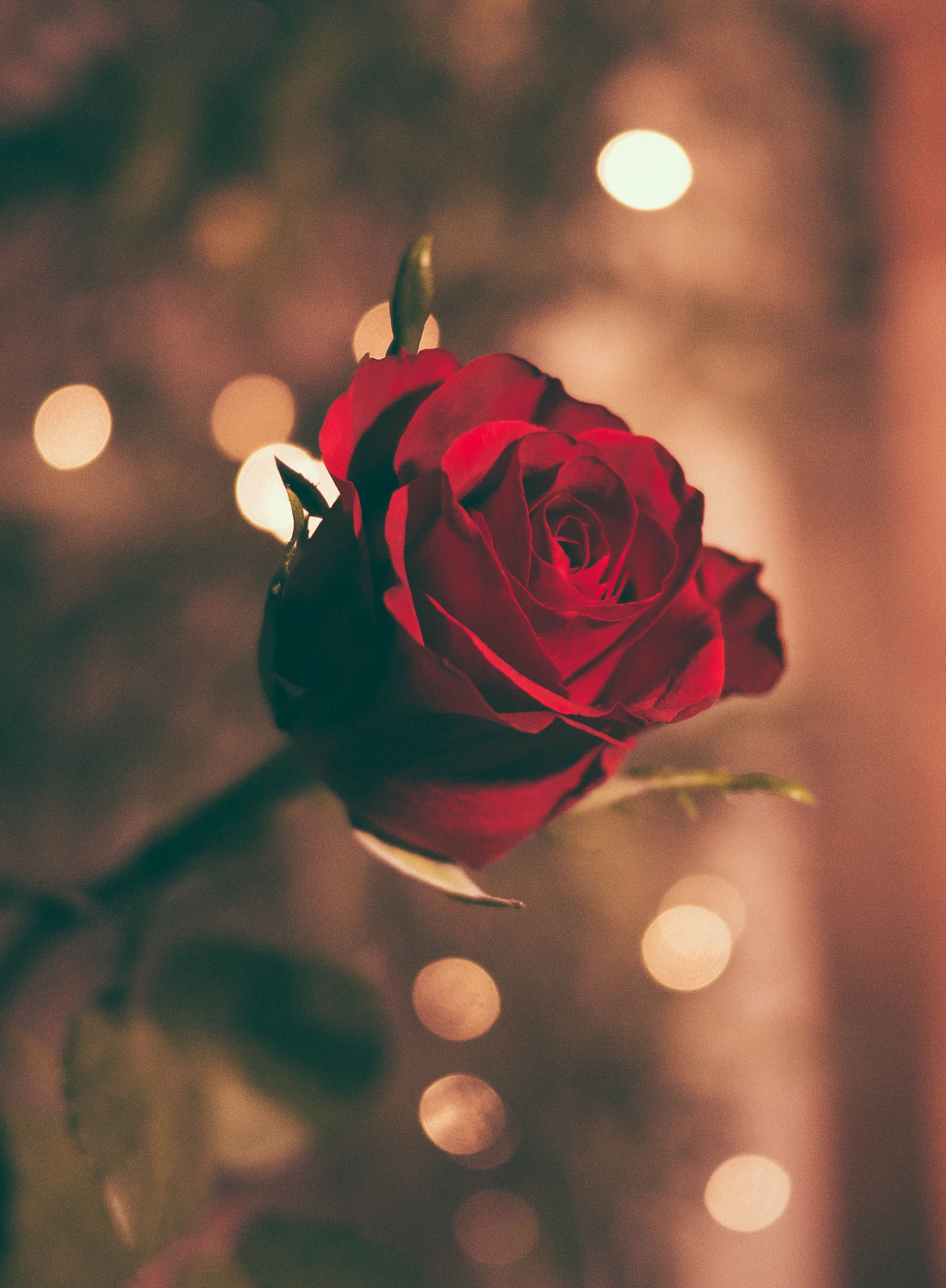 rose