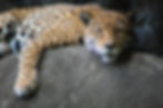 Caring for injured wild animals