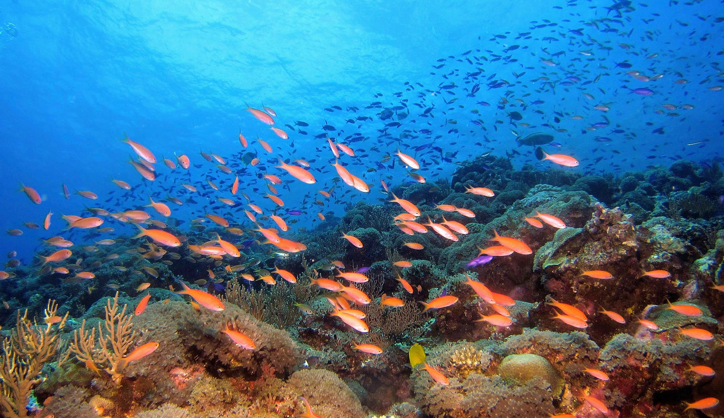 Image by Hiroko Yoshii