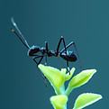 Image by Sian Cooper
