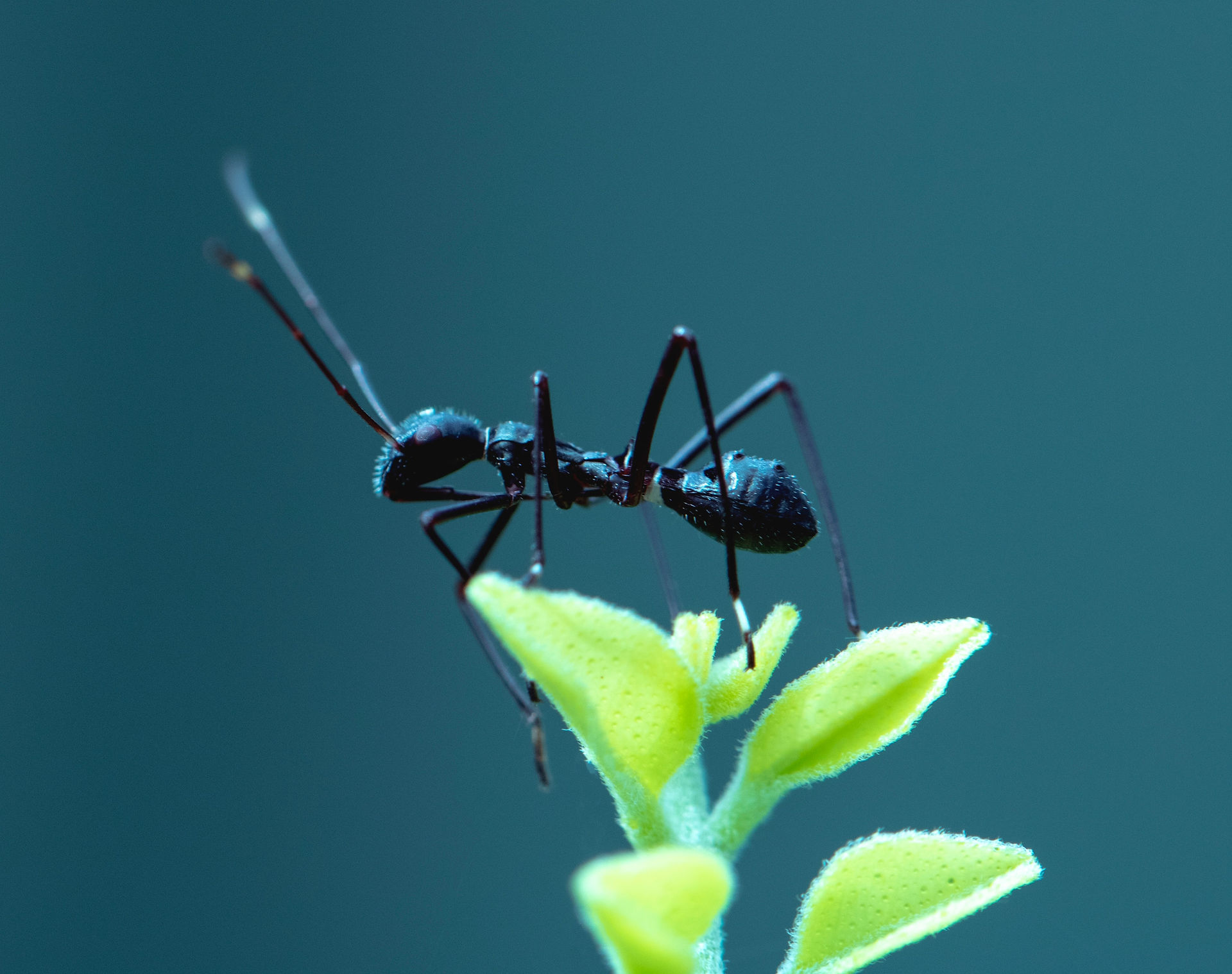 Got a Problem with Flying Ants? Here's What You Need to Know