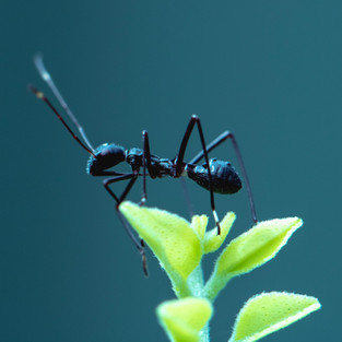 Got a Problem with Flying Ants? Here's What You Need to Know