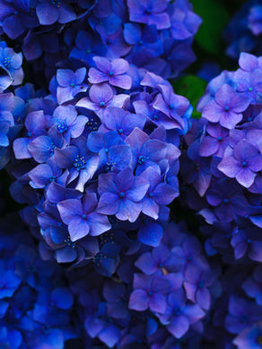 Floral Scent Notes in Perfume: What They Smell Like, How They’re Used, and Why They Define Fragrance