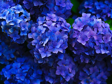 Image by Gaetano Cessati