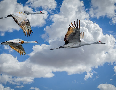 Image by Chris Briggs