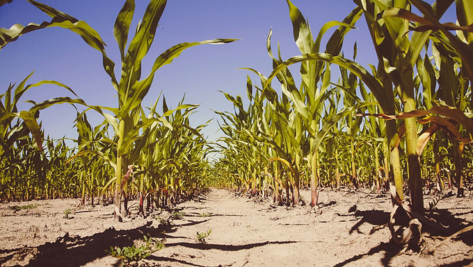 Estimating Crop Density from Multi-Spectral UAV Imagery in Maize Crop