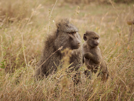 Arusha National Park Tanzania | Everything You Need To Know