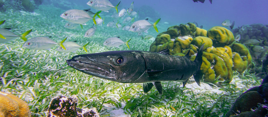 Best Snorkeling Spots in Fort Lauderdale, Florida: Discover the Magic Beneath the Waves (2025)