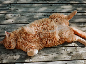 Combatting Cat Obesity: Understanding Risks, Prevention, and Signs to Watch For