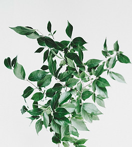 Image by Tanalee Youngblood