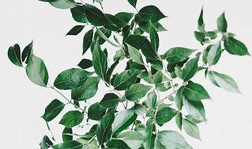 Image by Tanalee Youngblood