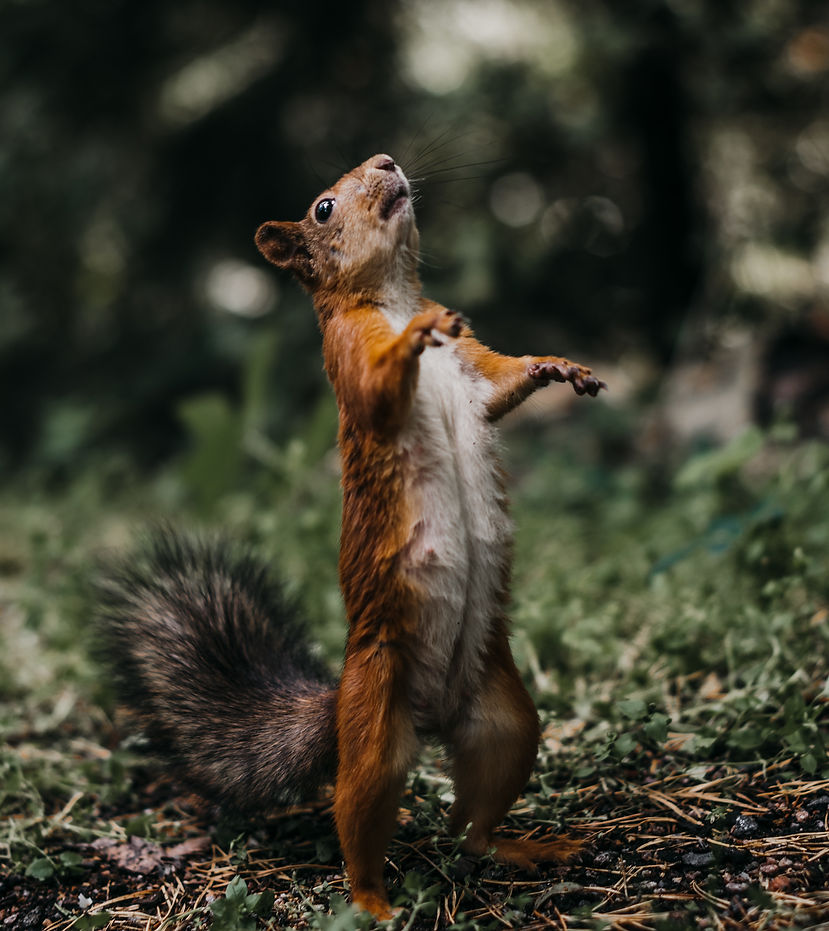 Image by Demi-Felicia Vares